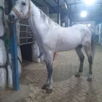 اسب نژاد دار کرد