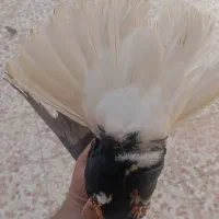 کبوتر اشعل نر