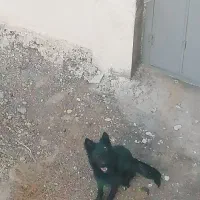 ژرمن بلک