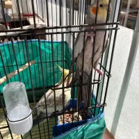 یک جفت عروس هلندی ارام و دستی