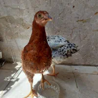 جوجه مرغ و خروس