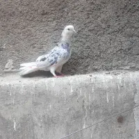 نره گوره