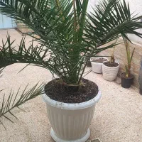 نخل فنیکی