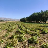 لوبیا قرمز