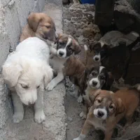 توله سگ