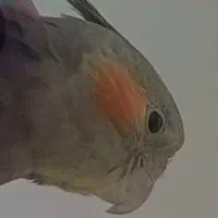 گمشده