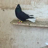 کبوتر آگهی رو بخونین