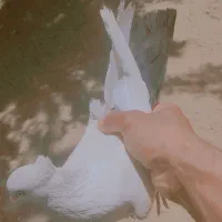 کرخه|پرنده|کرخه, |دیوار
