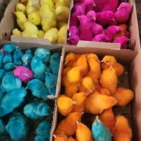 انواع جوجه مرغ محلی رنگی و اردک پکنی