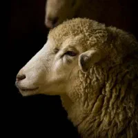 ee عرضه بره دام تحویل درمحل وحضوری شبانه‌روز زنده