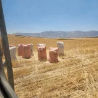 کاه گندم دیم