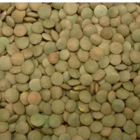 عدس و گاو دانه کوهین درجه ۱