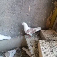 چند تا حییون خوب