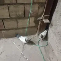 کبوتر کفتر