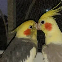یک جفت عروس هلندی