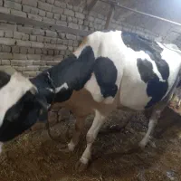 گاو وگوساله