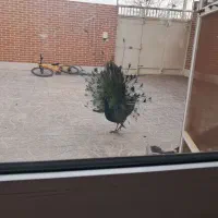 طاوس نر مصری