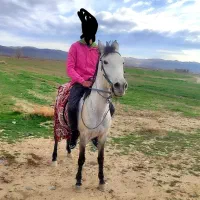 اسب پر خون ۶ دانگ