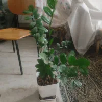 گل وگیاه