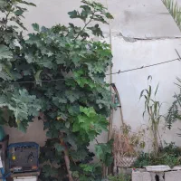 آخرین موجودی با قیمت مناسب