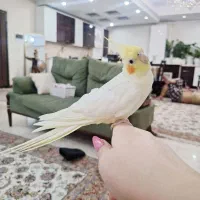 معاوضه عروس هلندی با توی پودل
