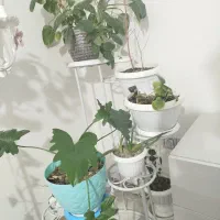 استند گل و گیاه خیلی شیک و خوشگل