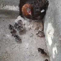 مرغ محلی با۷جوجه بوغلمون برنزانگلیسی