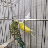 سه تا مرغ عشق