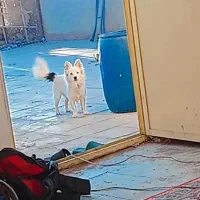 سگ پاکوتاه