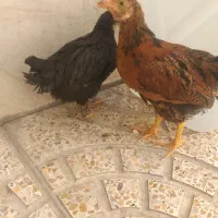 خروس ومرغ