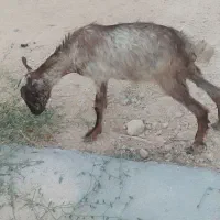 نری کوچک