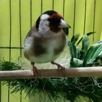 سهره ماده متولد قفس