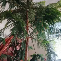 گل کاج مطبق بزرگ