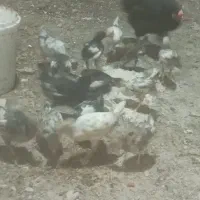 مرغ با جوجهاش