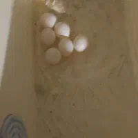 تخم پوک پرنده