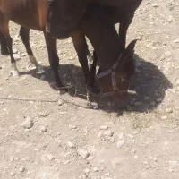 اسب