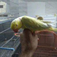 طوطی ملنگوزرداورپال