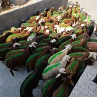 *تعداد100راس*بره نرلاغرغزل گنج طلاافشارسرخ وپلنگلی