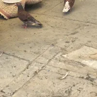 ۲تا کبوتر سالم وسرحال