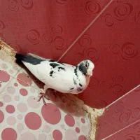 کبوتر|پرنده|سنندج, |دیوار