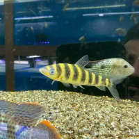 بارب زندانی۱۶سانت