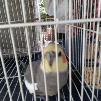 فروش عروس هلندی
