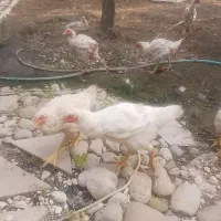 مرغ و خروش 5 ماهه