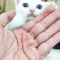 پرشین