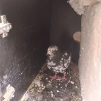 جوجه