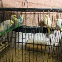 فروش یکجا ۲۵ عدد مرغ عشق
