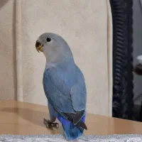 طوطی برزیلی نر جوجه