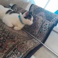 واگذاری رایگان گربه