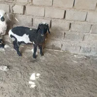 گوسفند آبستن