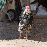 خروس گلین فول ریش چهلتاج